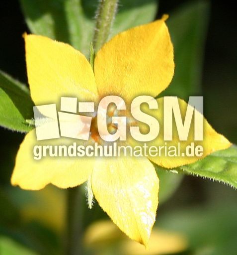 Goldfelberich-Bluete.jpg